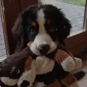 Mutt’s Kennel