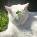 Bed Discord server icon