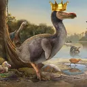 Dodo Dynasty 15X