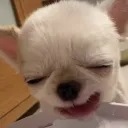 HIDATATSUKING