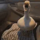 Duckz | Duck discord server