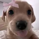 ⸝⸝ /Pawsitive ᥫ᭡ giveaways 🎉 | chill 🧊