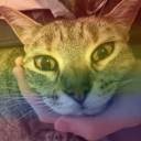 monochromes cats