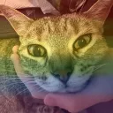 monochromes cats