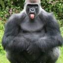   GORILLANUTZ MAFIA   Discord Server Icon