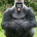 🦍GORILLANUTZ MAFIA🥜