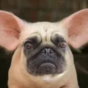 HOGS Pugs