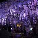 Ubuyashiki Residence Discord server icon