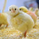 Pintinho's KongDom Discord server icon