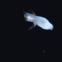 🌊　the midnight zone !