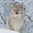 ᛝ      .      Lynx tag！