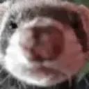Ferret (2010's stuff too!)