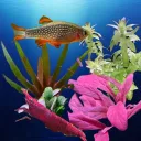 Planted Aquariums Aquascaping and Fishkeeping's icon