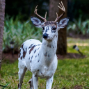 🪻𝘝𝘢𝘭𝘭𝘦𝘺 𝘓𝘪𝘭𝘭𝘺 𝘗𝘢𝘪𝘳𝘪𝘯𝘨 𝘊𝘰.🪻 Discord server icon