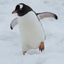 National Penguin Society