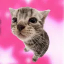 Raltz Kittens