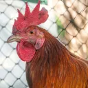 Roosters