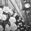 lumora ꕮ Discord server icon