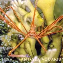 Aquarium rp