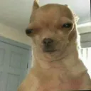 The Yoinky Sploinky