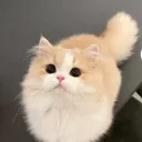 🌟 Yenie Và Những Người Cutie🌟