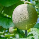 めろんの雑談サーバー / めろん鯖🍈