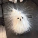 Ryuu's Manifests | Free Games Discord Server Icon