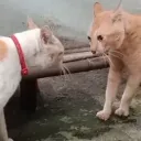CATAISEN