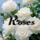 ✿ROSES!❀