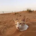 Meow place 3
