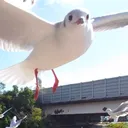 13大天使