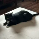 Eggo’s Cat Center