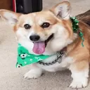mydead.dog