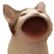Cats server