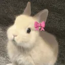 brookie’s bunnies 🐰