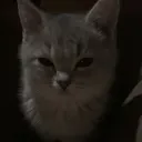 @meow