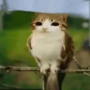 Cult of meowl