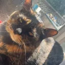 PixelCat
