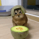 Honeydew
