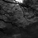 🗡     𝓥𝓮𝓲𝓵𝓮𝓭 Discord server icon