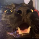 𝐭𝐡𝐞 𝐟𝐫𝐮𝐢𝐭 𝐛𝐨𝐰𝐥