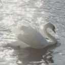 SPRING SWANS OS