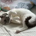 Meow Town 2