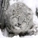 ꒰🐾꒱﹒ sɴᴏᴡ ᴘʀɪɴᴛs ﹒⟢ DJ2L