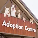 Dog boy adoption center