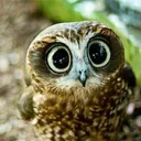 Owlsss