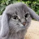 BlieCat Community (Closed)