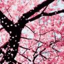 The Sakura Garden [21+]
