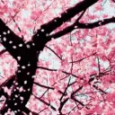 The Sakura Garden [21+]