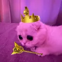 Diva Battle Bus🎀